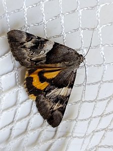 Catocala fulminea 88501259