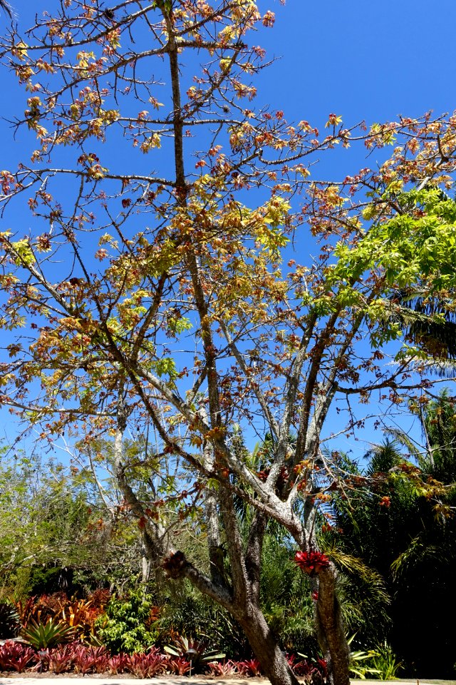 Ceiba erianthos - Naples Botanical Garden - Naples, Florida - DSC09706