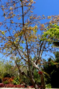 Ceiba erianthos - Naples Botanical Garden - Naples, Florida - DSC09706