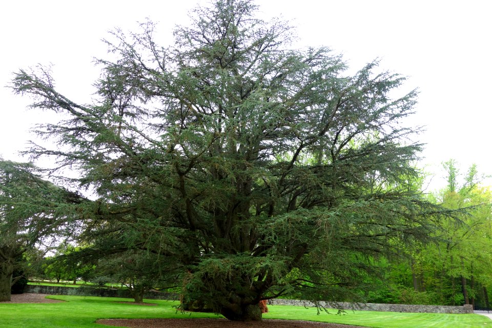 Cedrus atlantica (champion tree) - Longwood Gardens - DSC00793