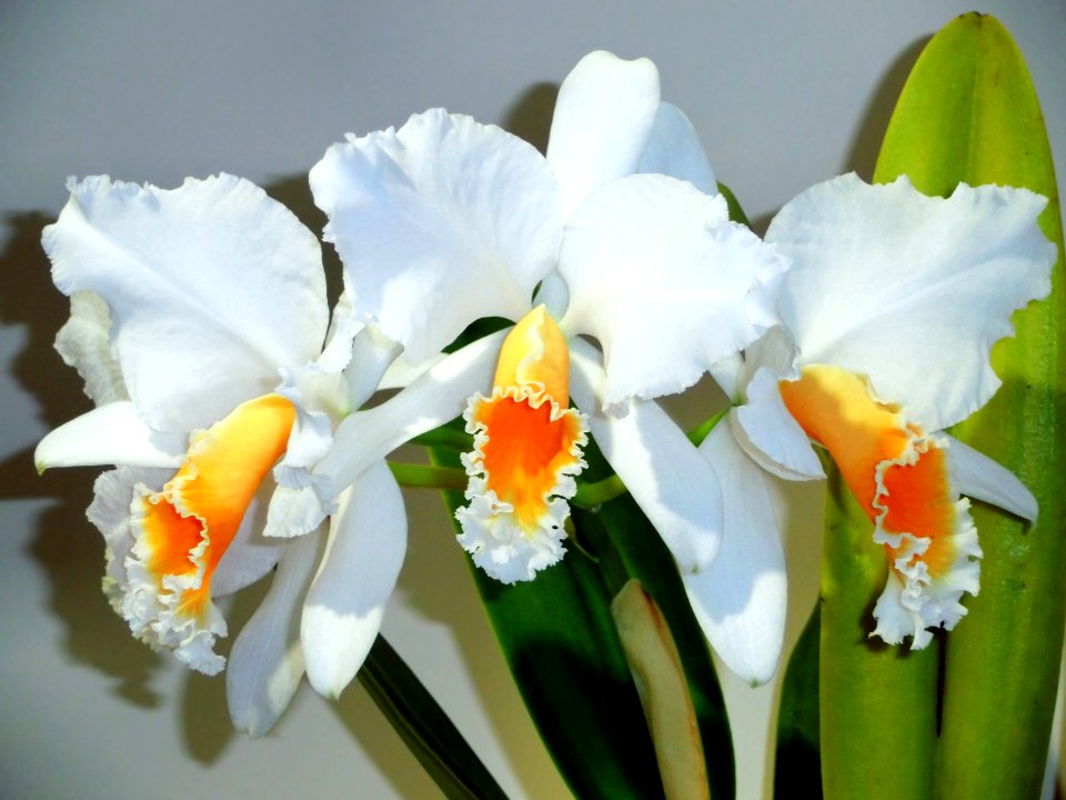 Cattleya percivaliana forma alba