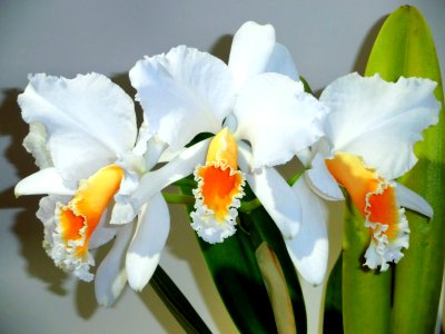 Cattleya percivaliana forma alba