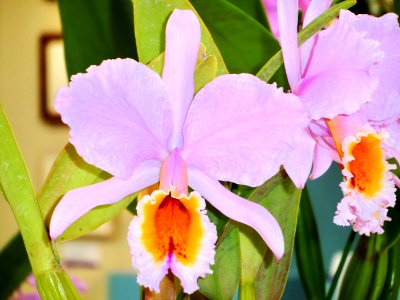 Cattleya percivaliana Centro Amarillo