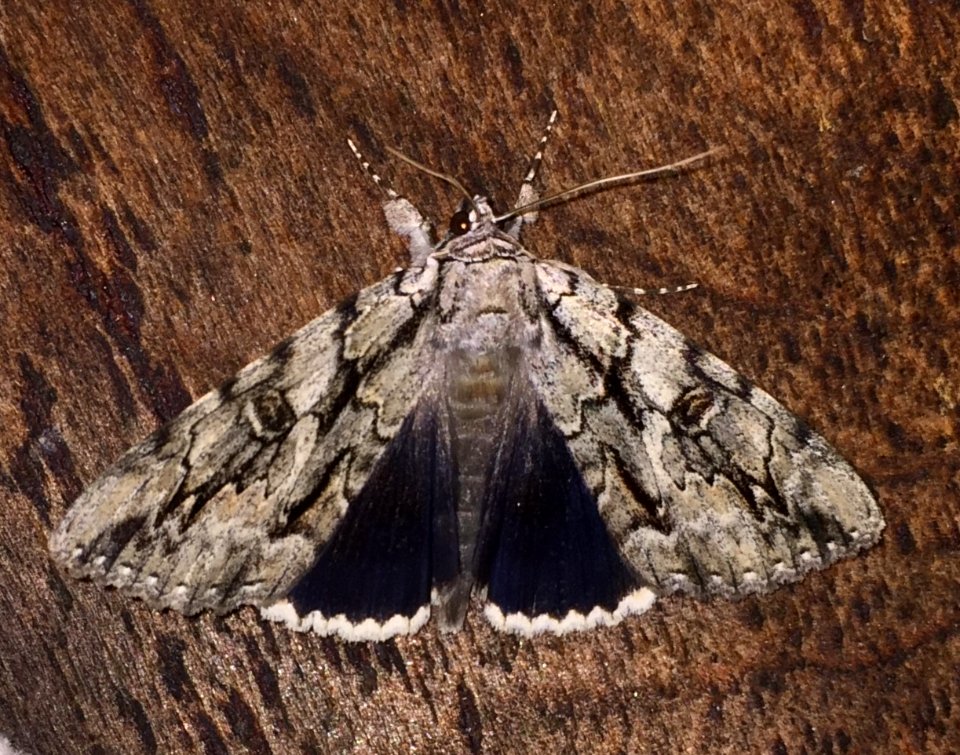 Catocala retecta 23603138