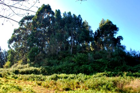 Castro de Vilasanche croa