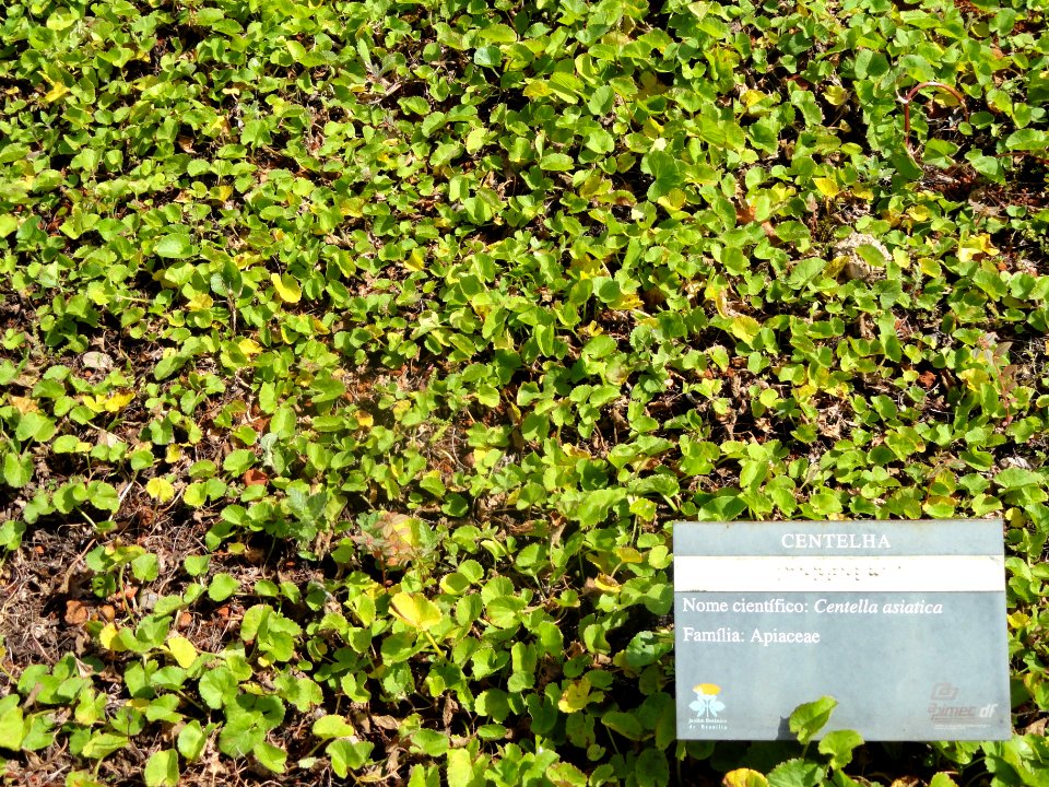 Centella asiatica - Jardim Botânico de Brasília - DSC09667