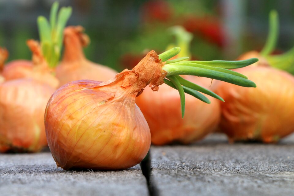 Harvest farm vegetables