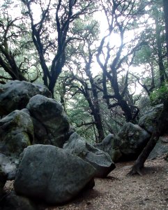 Castle Rock State Park in California with rocks and trees and sky photo