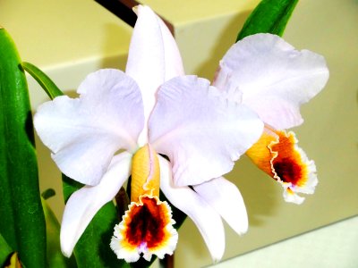 Cattleya percivaliana forma coerulea Ondine