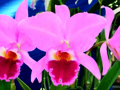 Cattleya jenmanii tipo Santa Helena