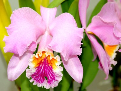 Cattleya mossiae tipo