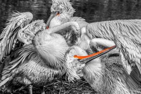 Bill animal portrait sea birds