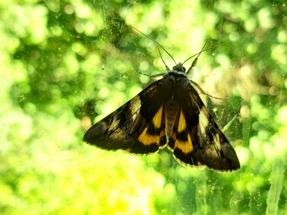 Catocala fulminea 88501300