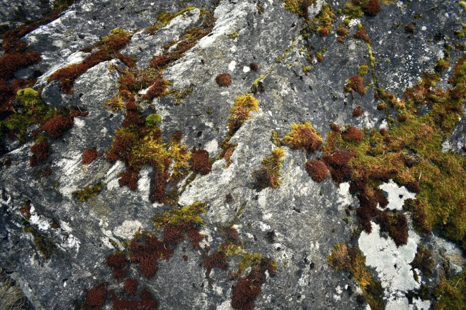 Stone rock vegetation
