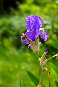 Flowering blue purple photo