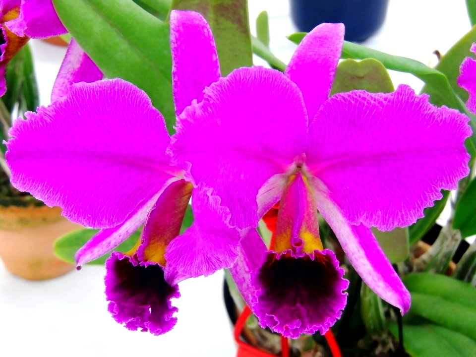 Cattleya percivaliana forma rubra Veneno