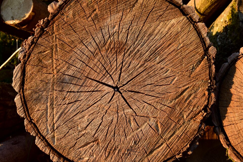 Tree trunks background old wood