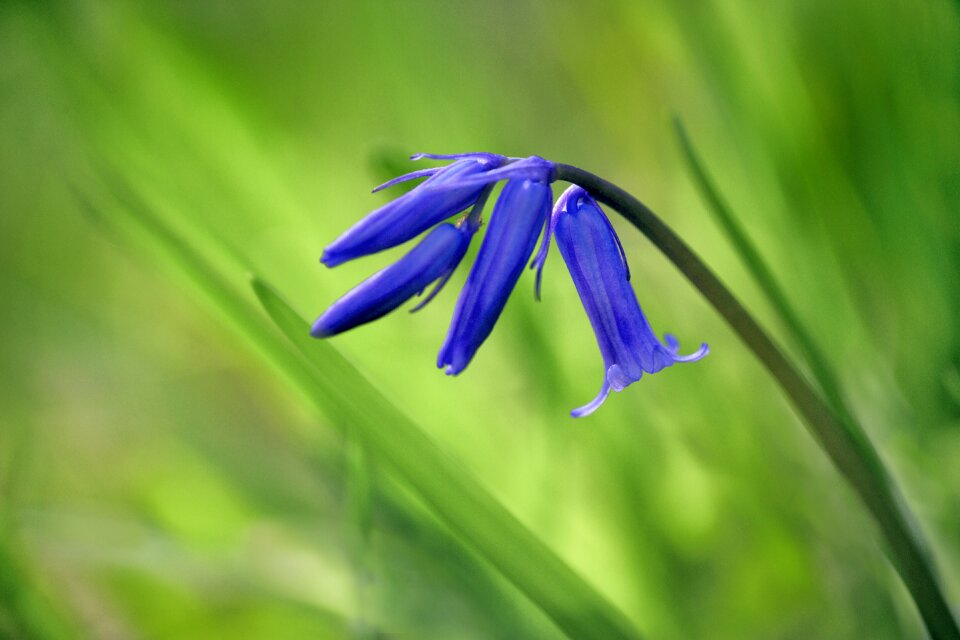 Flower spring flowering