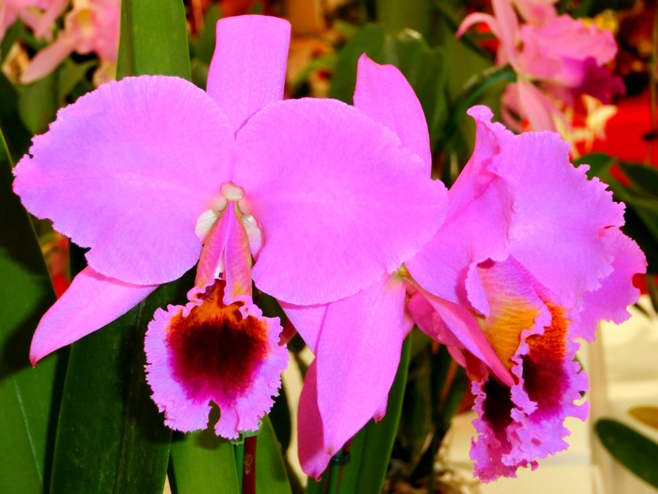 Cattleya percivaliana tipo Alberts