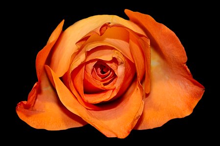 Flower salmon black background