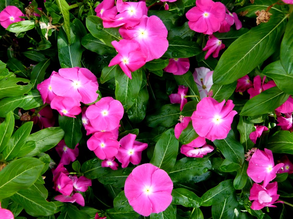 Catharantus roseus