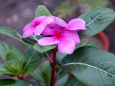 Catharanthus roseus - Madagascar Periwinkle