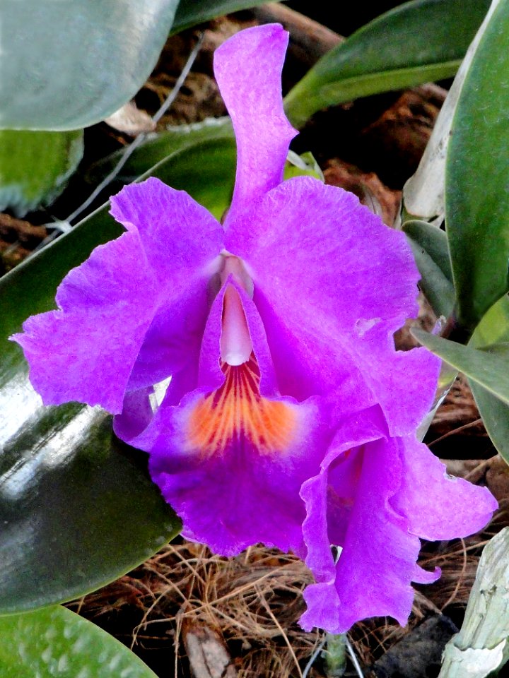 Cattleya bowringiana var. tipo - Orchid Nursery Margaret Mee - DSC09747 cropped