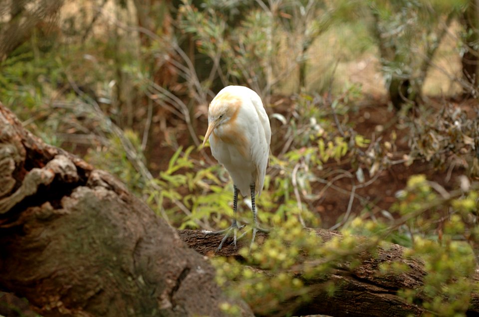 Cattle-Egret-Melbourne-Zoo-20070224-035 photo