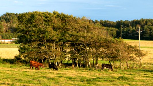 Cattle in Norrkila 1 photo