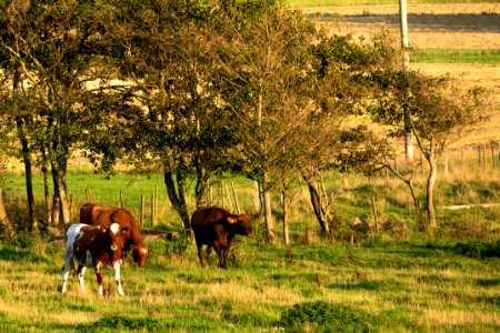 Cattle in Norrkila 4 photo