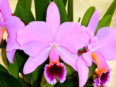Cattleya percivaliana tipo Summit
