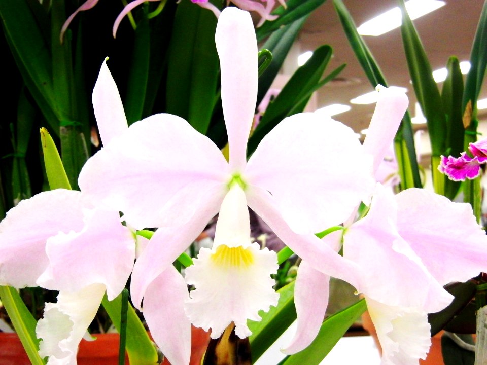 Cattleya warneri forma concolor Santa Tereza