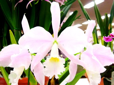 Cattleya warneri forma concolor Santa Tereza