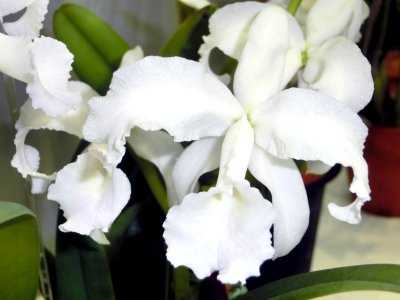 Cattleya lawrenceana forma albescens Seiho