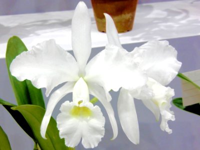 Cattleya jenmanii forma alba Fuchs Snow