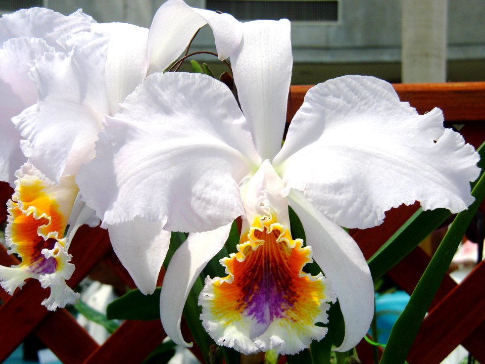 Cattleya mossiae forma coerulea Grito