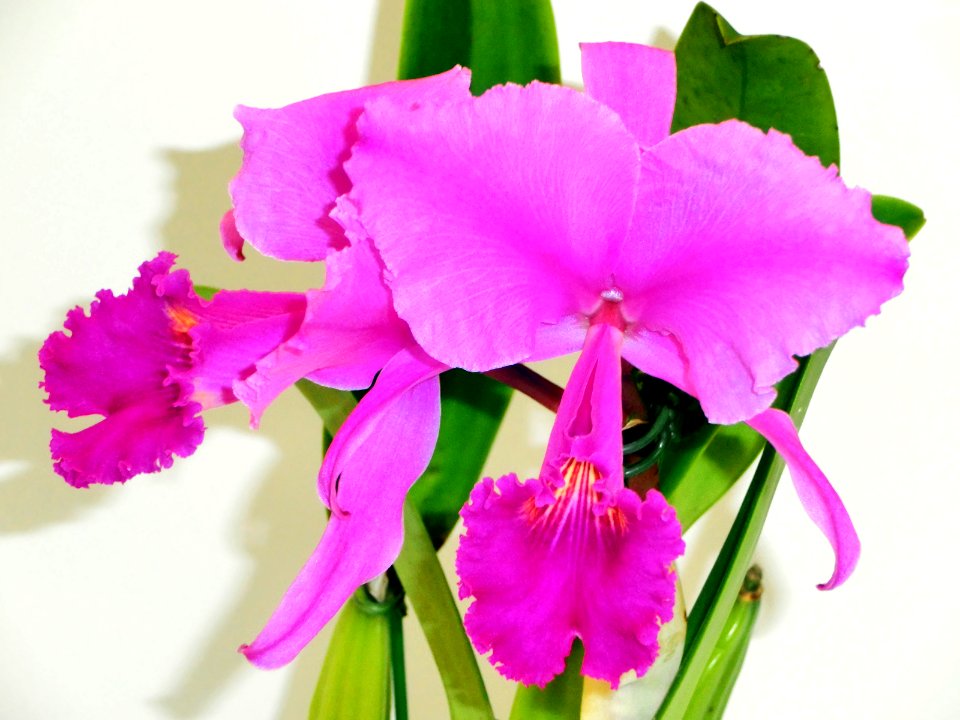Cattleya trianae forma rubra Sangre de Toro
