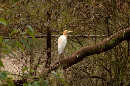Cattle-Egret-Melbourne-Zoo-20070224-029