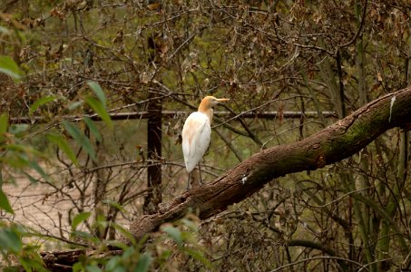 Cattle-Egret-Melbourne-Zoo-20070224-029 photo