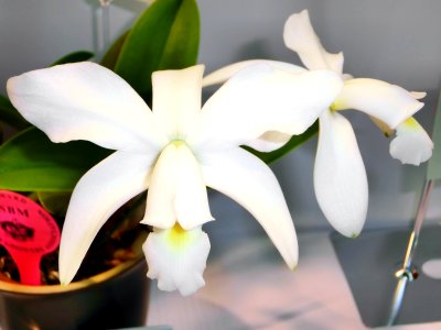 Cattleya violacea forma alba Yagiri