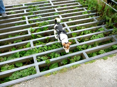 Cattle grid 02