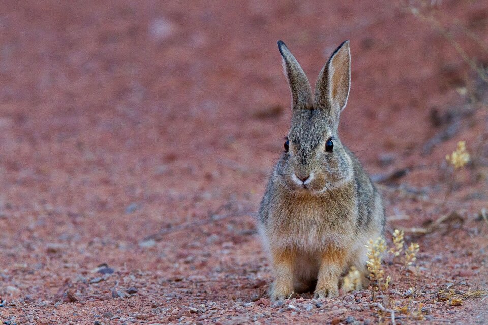 Hare wildlife nature