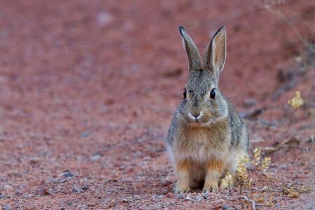 Hare wildlife nature photo