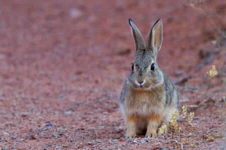 Hare wildlife nature