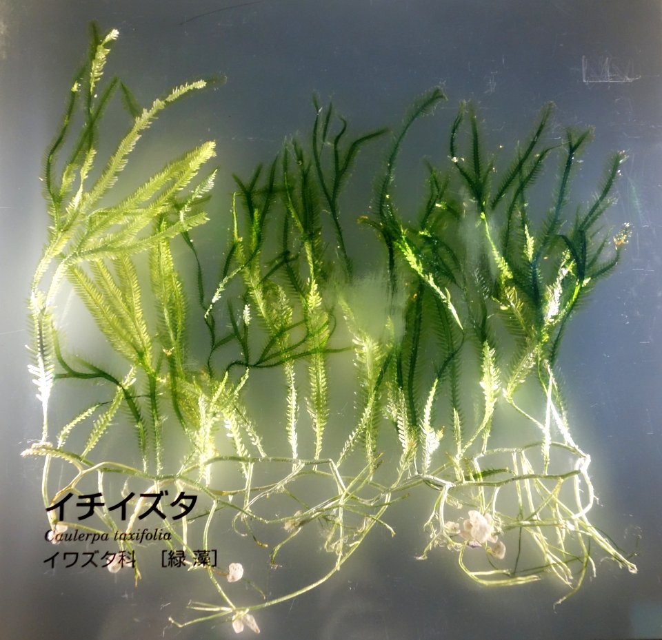 Caulerpa taxifolia - National Museum of Nature and Science, Tokyo - DSC07620