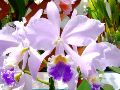 Cattleya warneri forma coerulea Do Suzuki