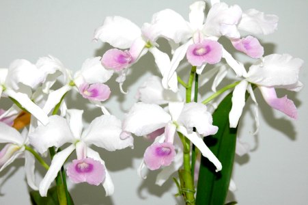 Cattleya lawrenceana forma delicata El Paraiso