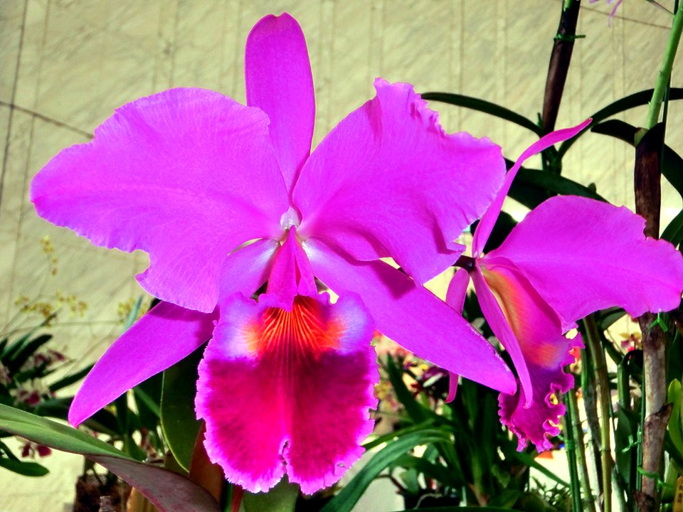 Cattleya jenmanii forma rubra Ms and Micha
