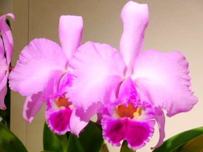 Cattleya trianae tipo