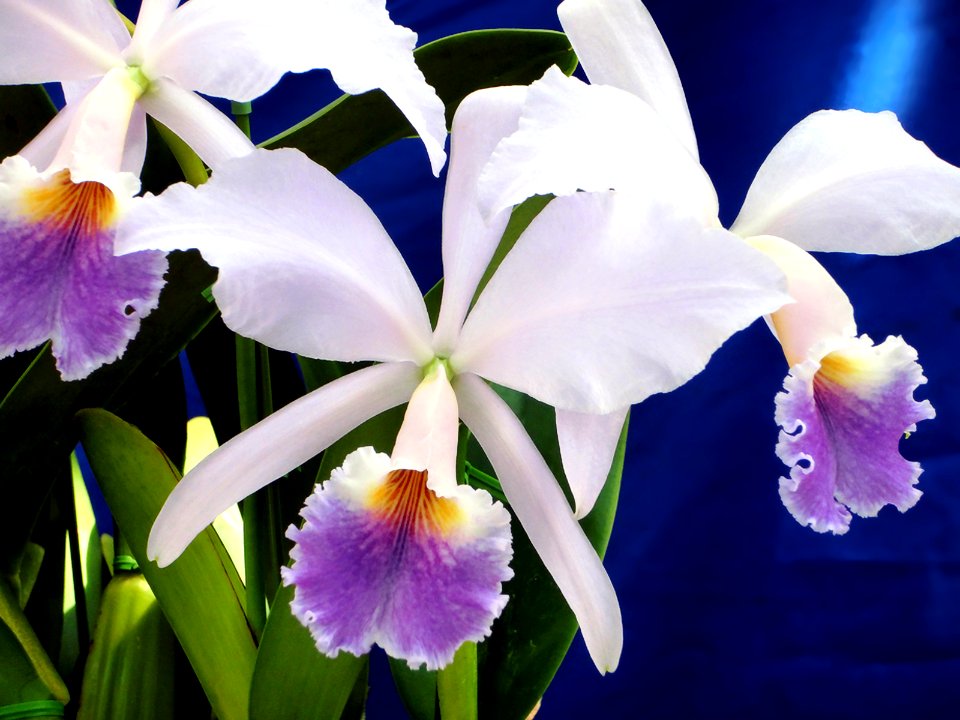 Cattleya jenmanii forma coerulea Cielo Azul